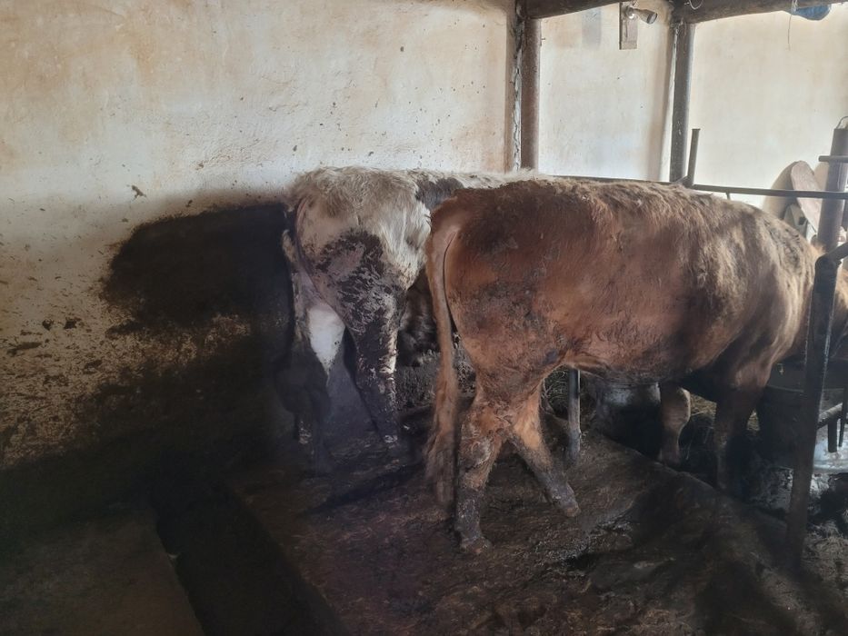 Продам быков на племя