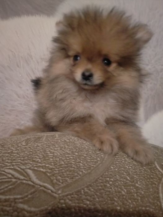 По.щенков шпица девочка и мальчик 2 мес.