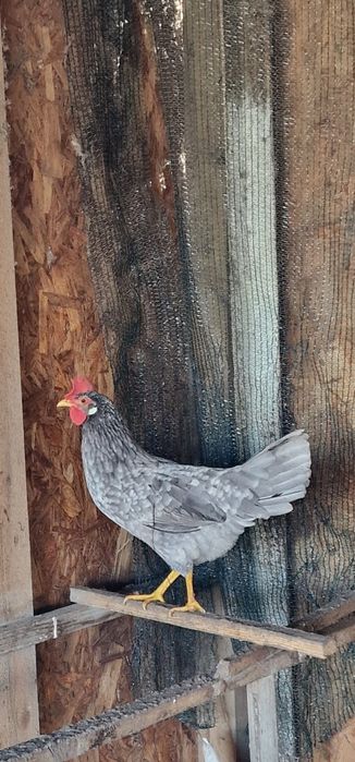 Разпродни яйца от легхорн