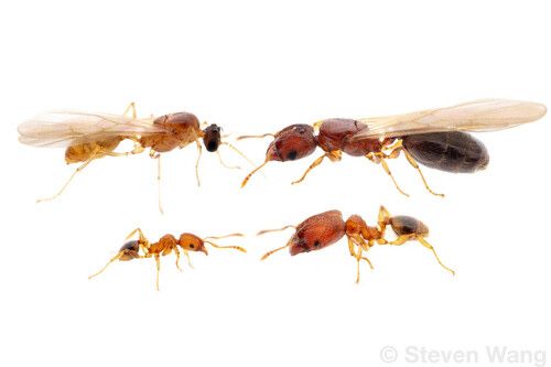 Pheidole parva, муравьи