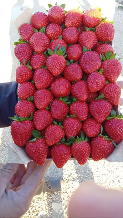 Клубнтка в розницу и оптом