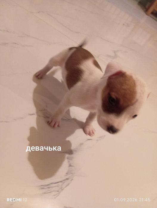 Продам щенят  порода стафорд