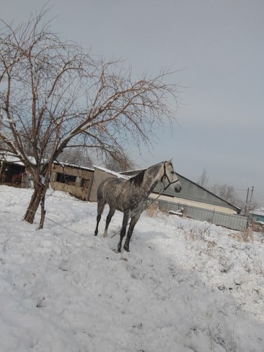 6 лет аигвр дорога