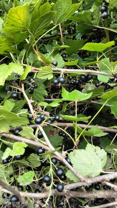 Кусты черной смородины