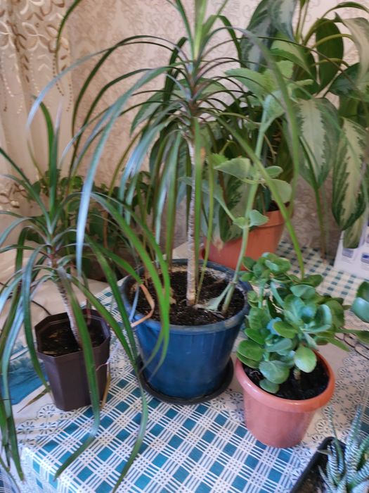 Комнатные цветы, цветы