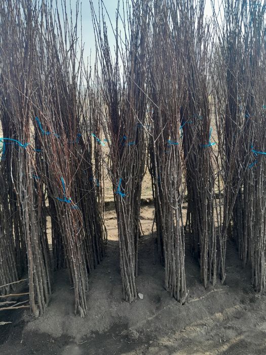 Vand butasi mur soiurile thornfree,navaho,chester,black satin,etc si d