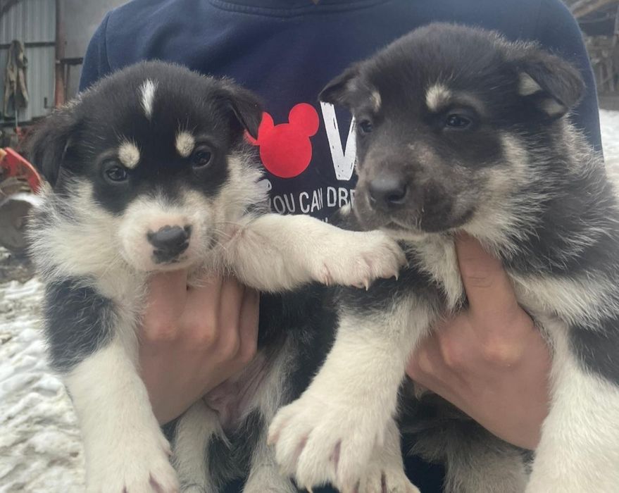 Donez căței talie medie