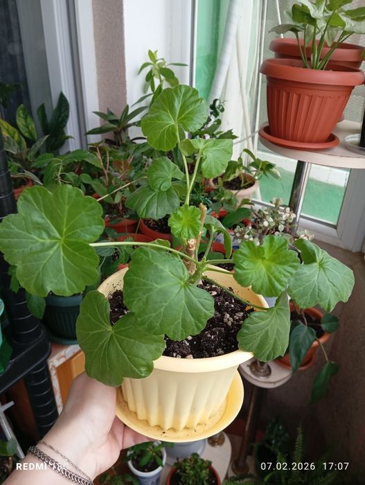 Продам цветы комнатные