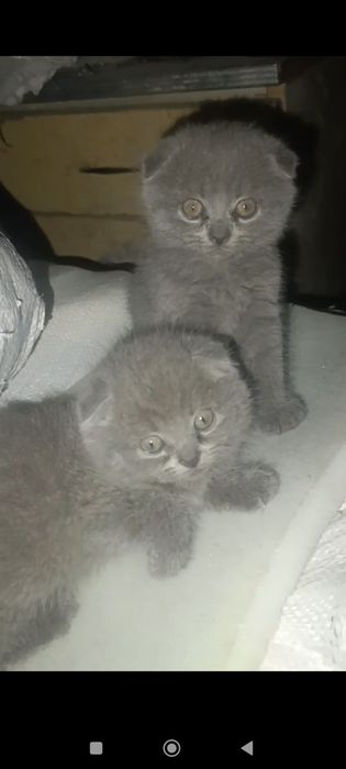 Котята скотиш фолд от правильной вязки