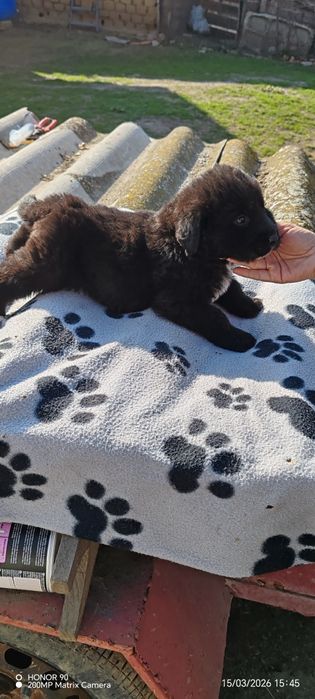 Ciobanesc corb romanesc