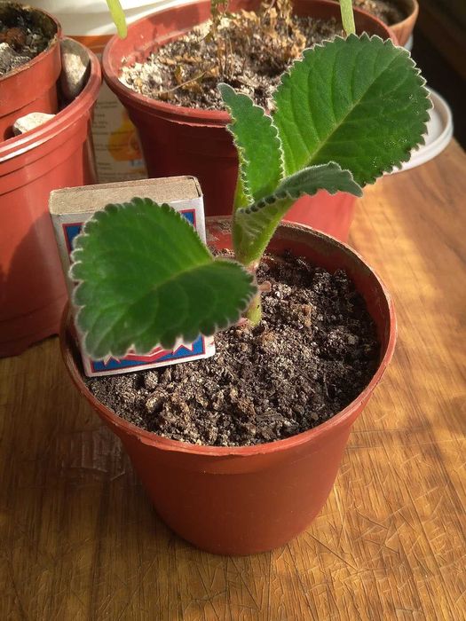 Зацветающий цветок Глаксинии, 1,5г. фиолетового от-ка. Комнатные цветы