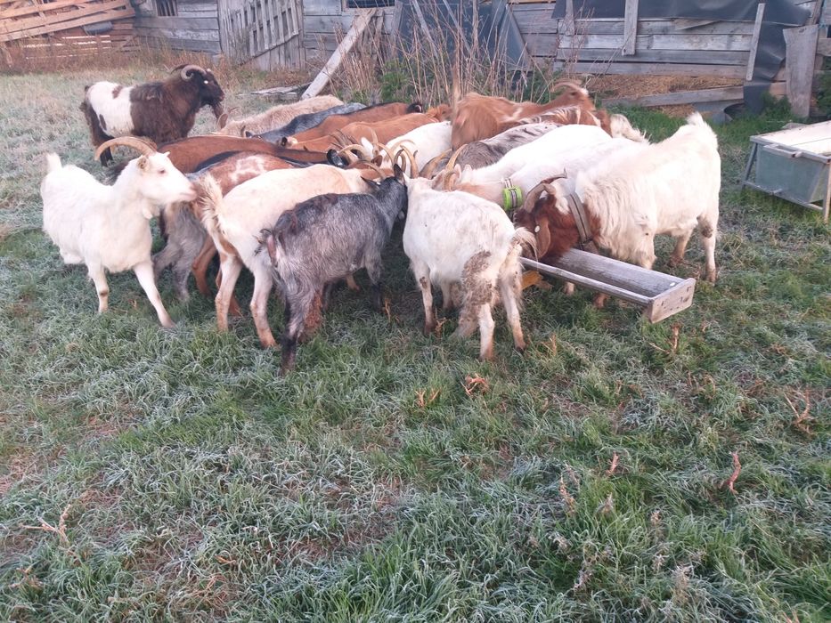 Carne de ied promoție 2026