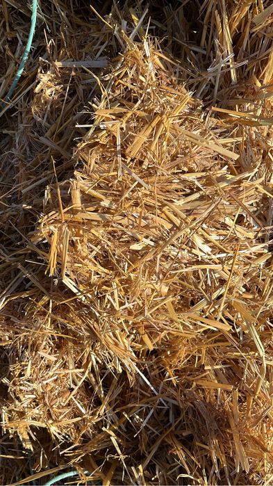 Baloti paie de ovaz 1,25m x2,5m x0,9m