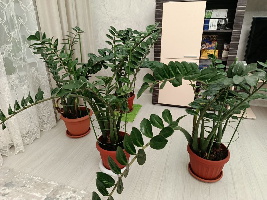 Долларовое дерево