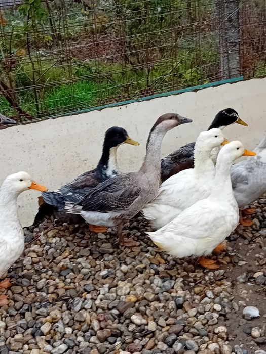 Rata peking . De vanzare