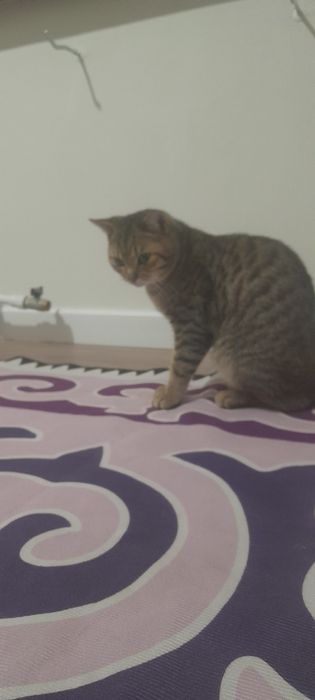 Отдам даром кота