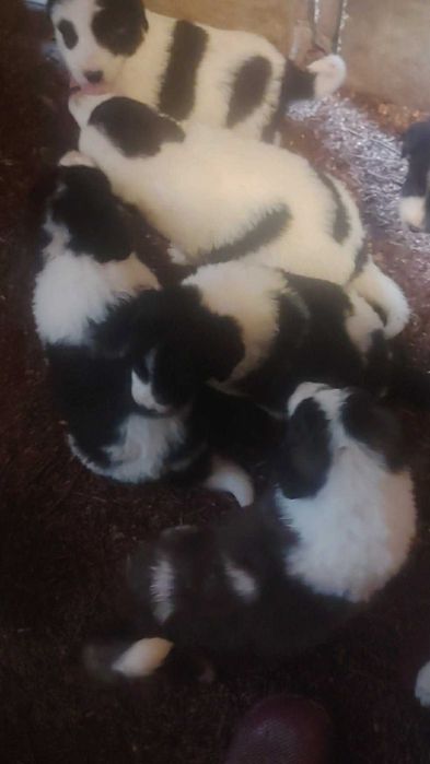 Каракачани на 2 месеца и 10 дни