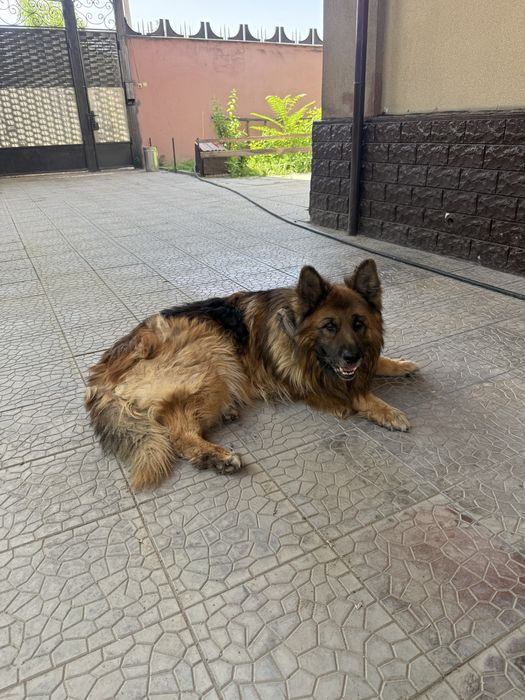 Немецкая овчарка