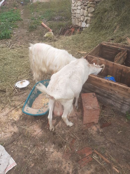 Vând un țap și o capra