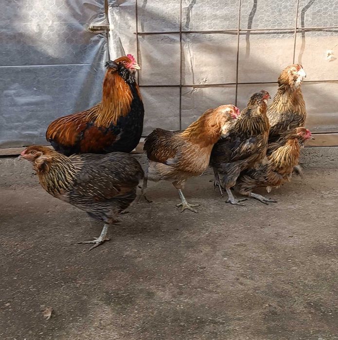 Oua  incubat  araucana