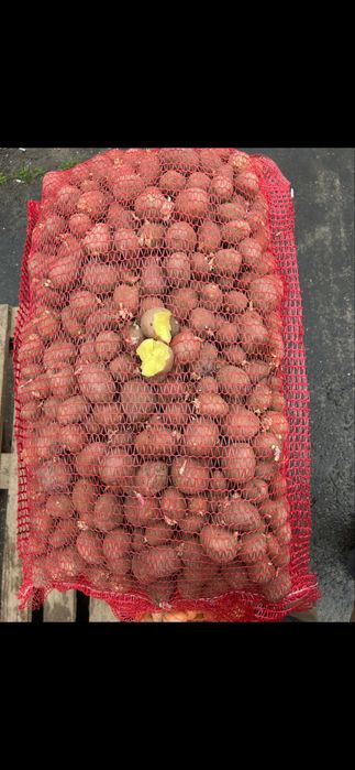 Cartofi de sămânță roșii și albi