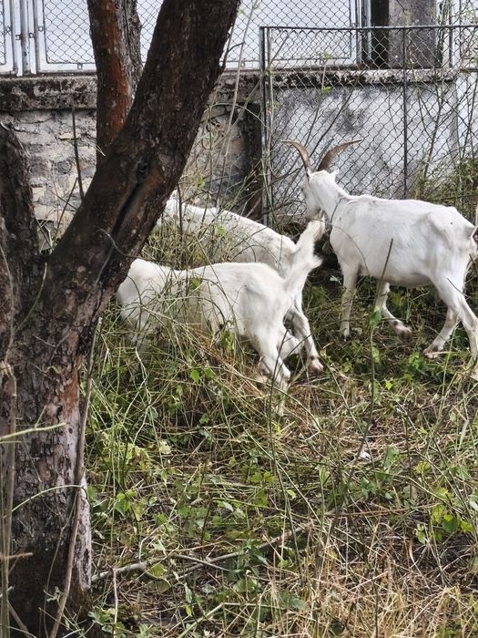 Capre de lapte și ieduti
