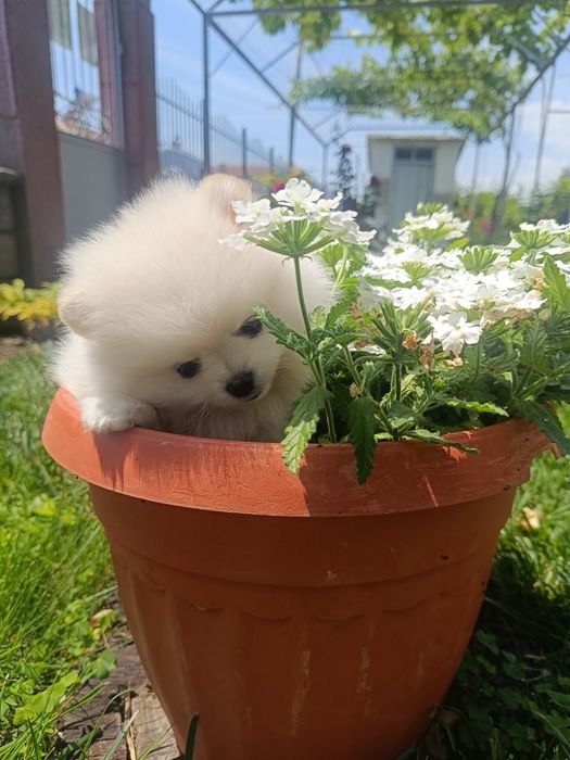 Малки кученца померан