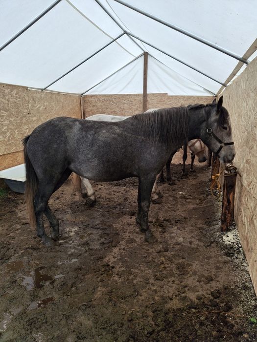 Iapă 3 ani, cuminte