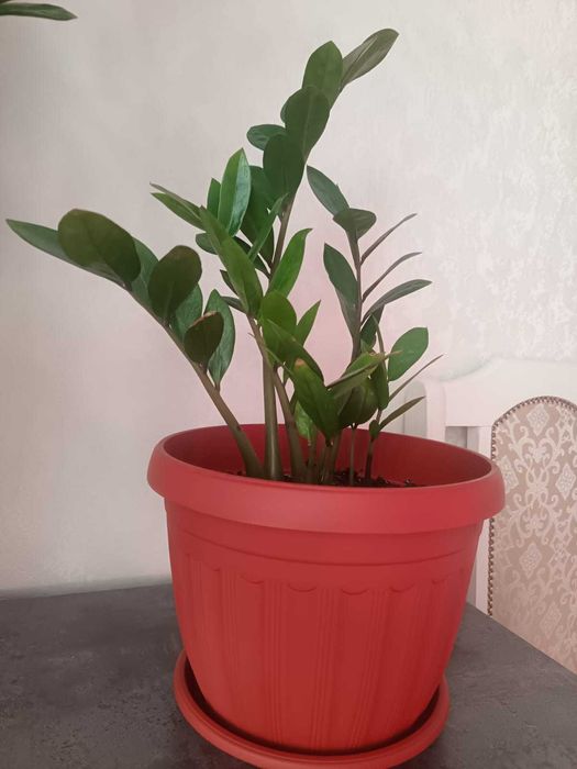 Продам долларовое дерево