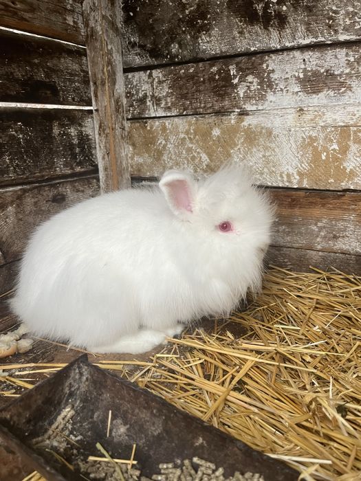 Iepure cap de leu-negociabil