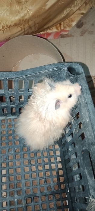 Хамяк  кемирувчи