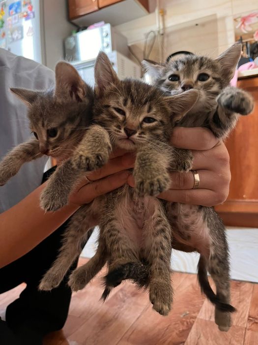Отдам котят в добрые руки