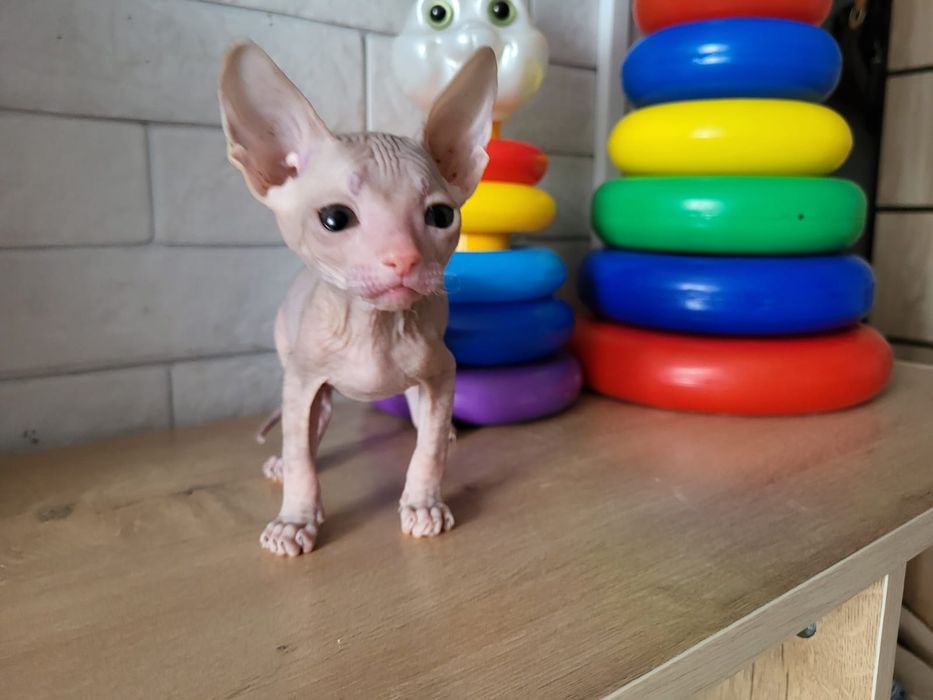 Котёнок породы сфинкс