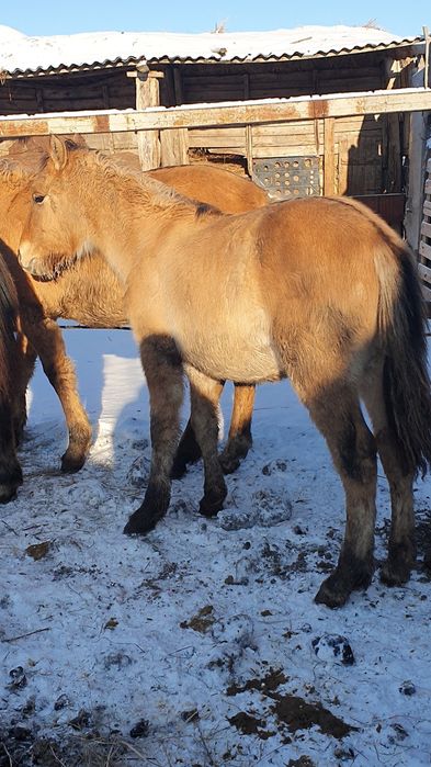 Жабағы Еркек сатылады.