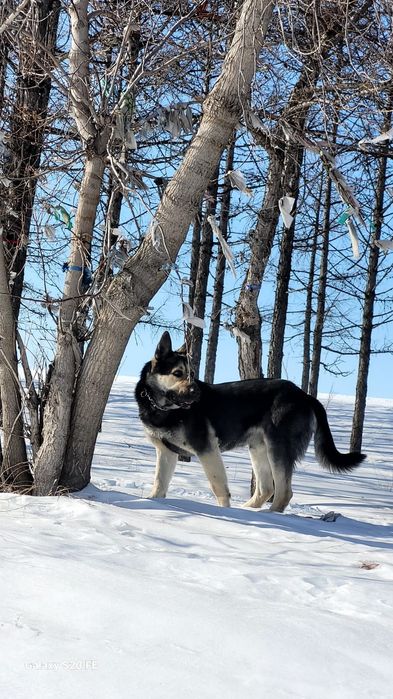 Ищим подружку для ВЕО!!!