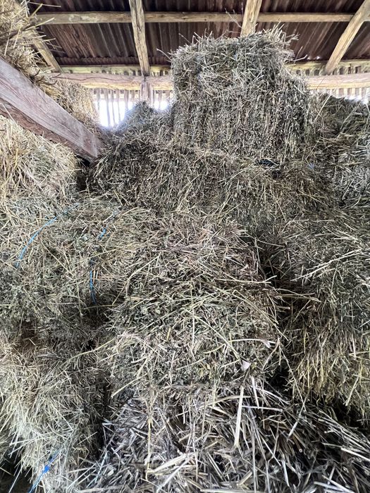 Vând baloții lucerna