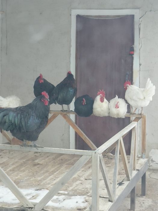 Леггорн әтеш, тауықтар сатылады. Жақсы күйде. Жас.