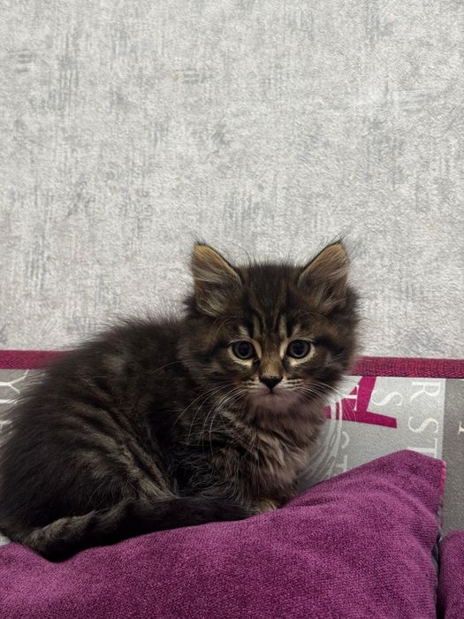 Котёнок метис мейн-кун