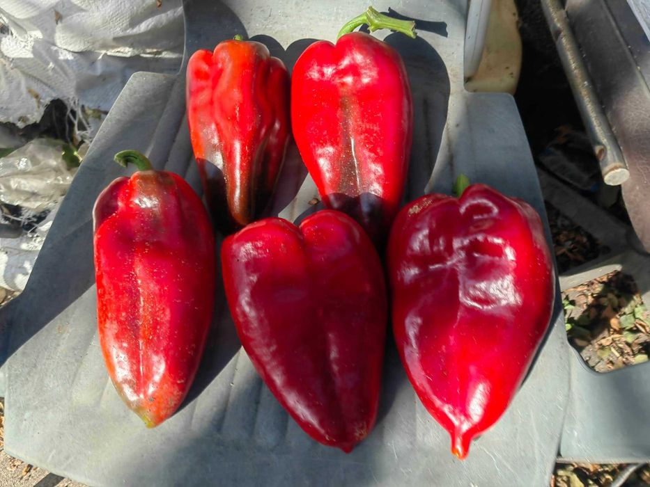 Разсад Пипер Слоново ухо и Царска капия