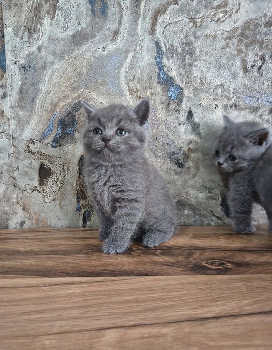 Pisici  vârstă 6 sapt