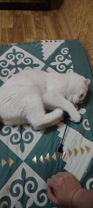 Отдам кота в хорошие руки, Максвелл