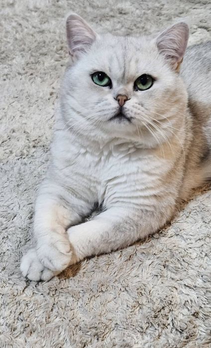 Британски сребърни чинчили