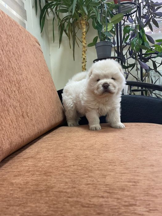 Чау чау мъжко бебе