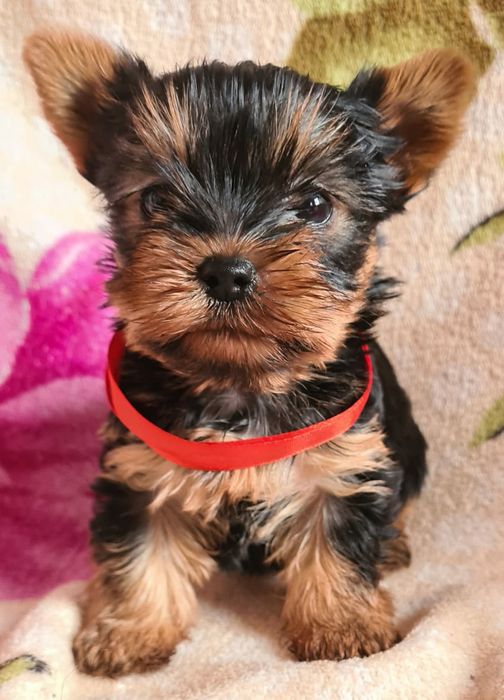 Продам щенков Йорка