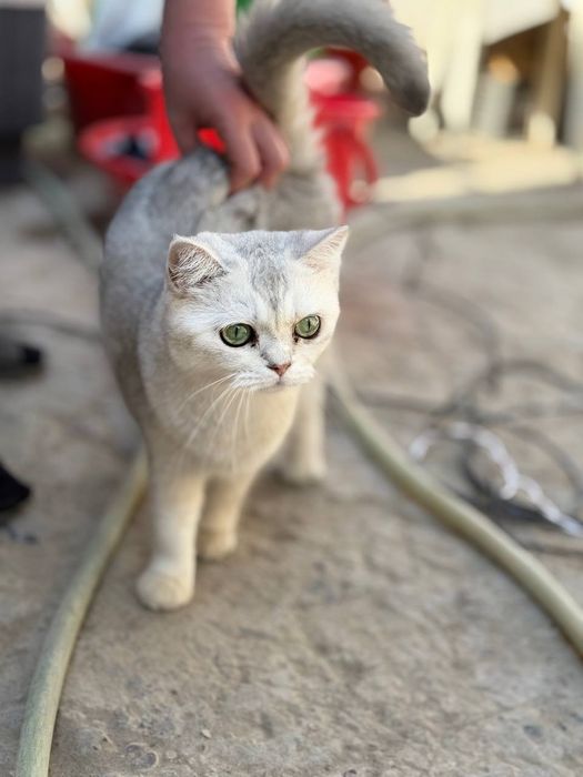 Британка девочка полтора годика не рожавшая