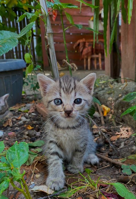 Dau spre adoptie 5 fetite jucause