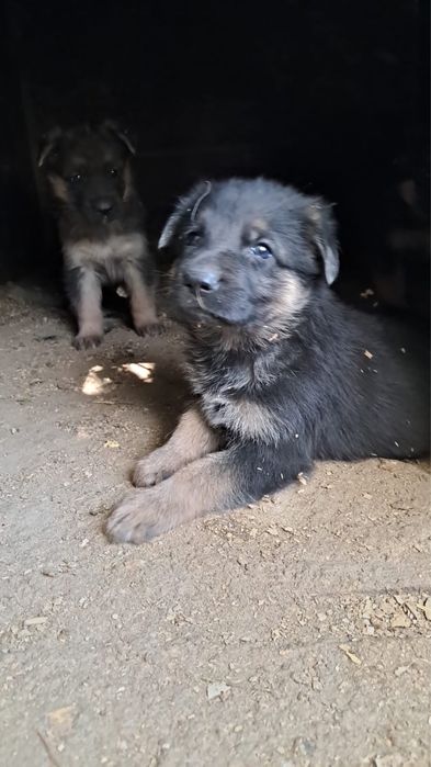 Продаю щенков овчарки