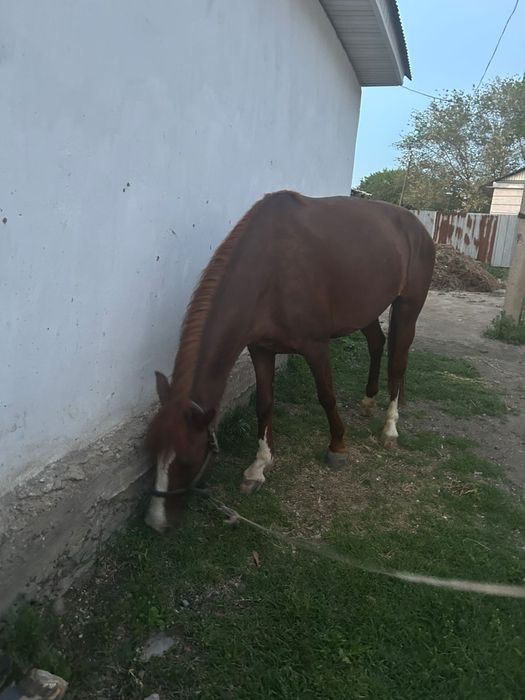 4 жасар аяк колы сау