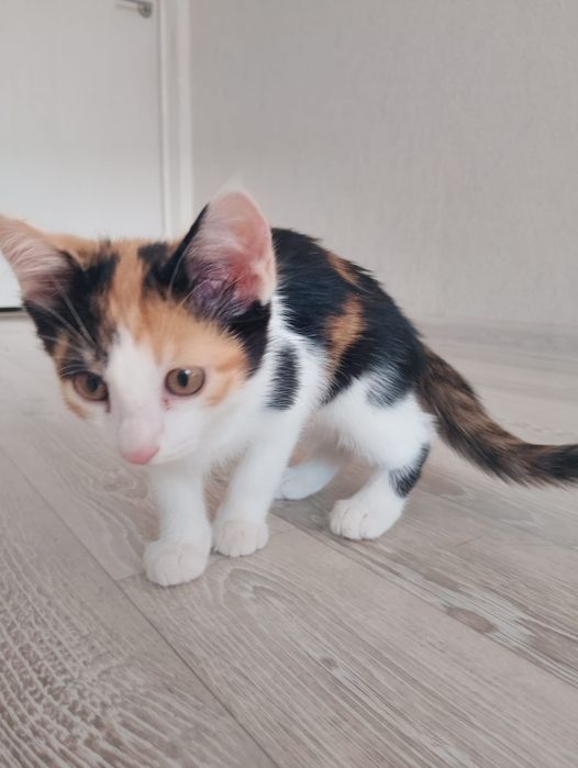 Отдам котенка домашнего даром