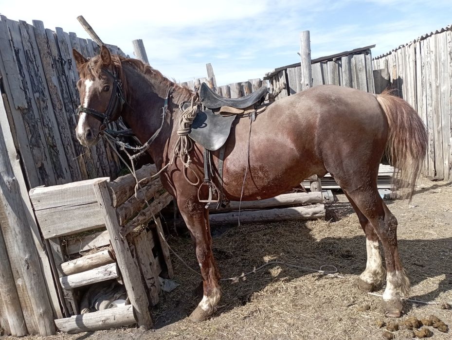 Продам жеребца 5 лет